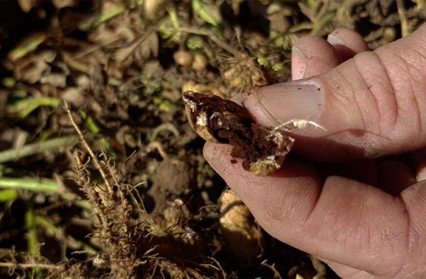 Minimizan el impacto del carbón mediante el uso de biológicos