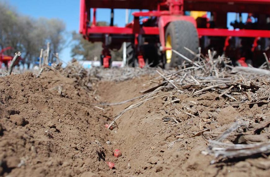 Crece la superficie manisera en La Pampa