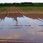 Apareció el mejor psicólogo del campo: El Niño se instaló en la zona manisera