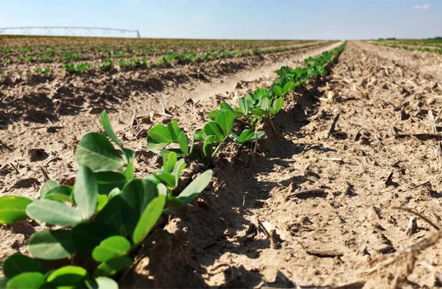 Oportunidades para el cultivo que mejor le da pelea a la sequía