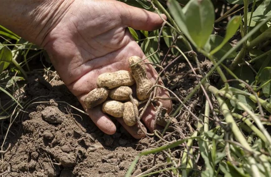 Tucumán: evalúan el uso de micronutrientes en maní