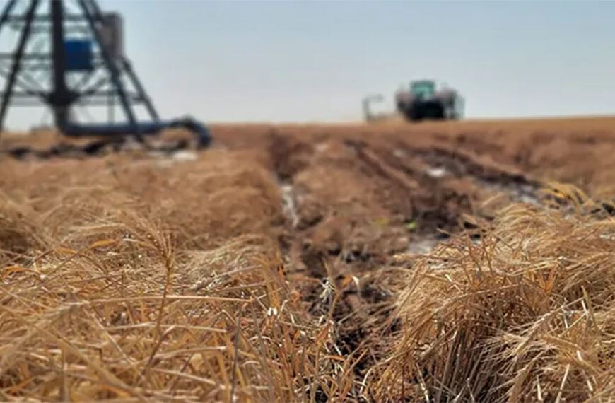 EEUU: A los productores del suroeste les vendría bien otra lluvia