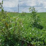 Un nuevo herbicida para combatir las malezas problemáticas