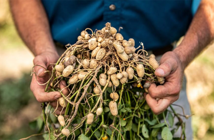 El aporte de los bioestimulantes al cultivo de maní