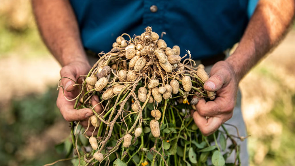 El aporte de los bioestimulantes al cultivo de maní