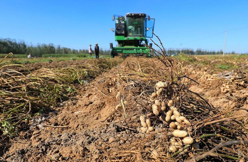 Brasil avanza en producción y exportaciones