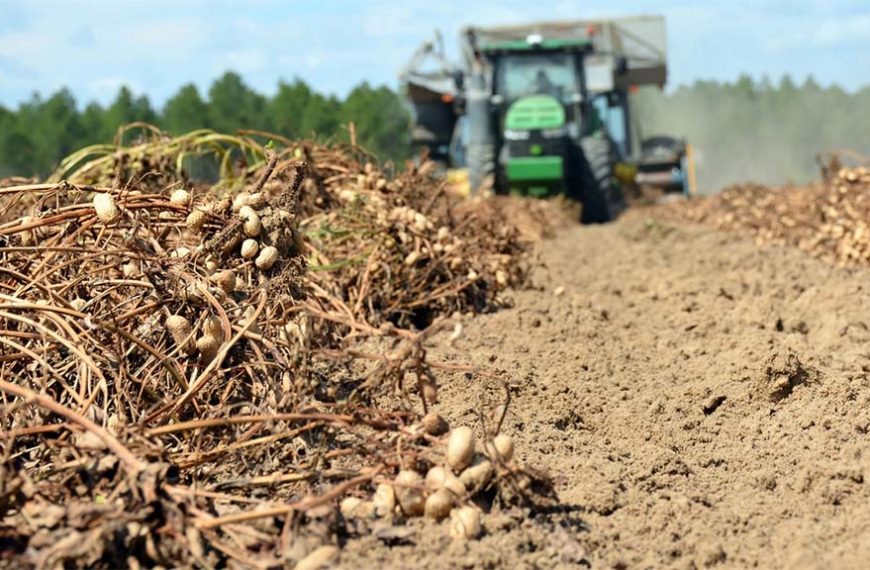 Polémico: Si no fuera por los subsidios estatales, los productores maniseros estadounidenses quebrarían